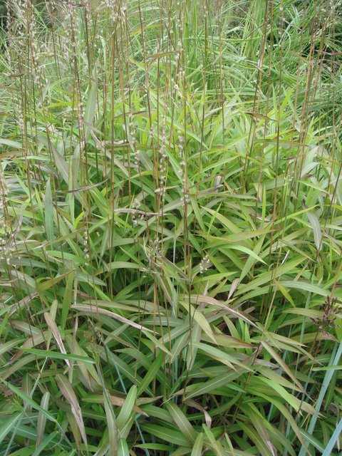 Spodiopogon sibiricus